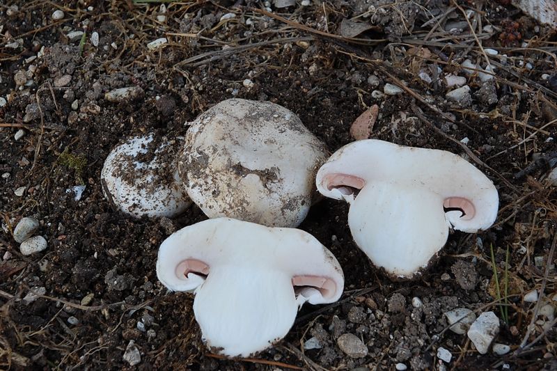 24) Fotogr. il 25.01.2014.sotto macchia Mediterranea